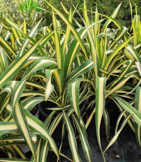 Yucca flaccida golden sword  2 lit.
